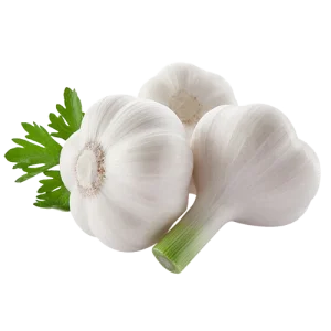 Garlic