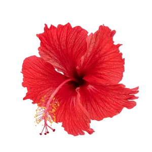 Hibiscus