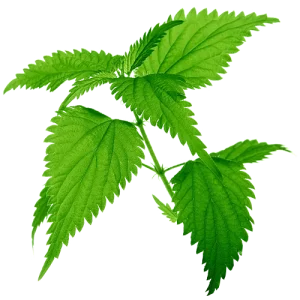 Nettle