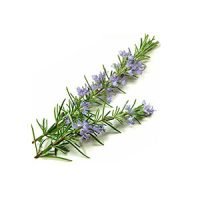 Rosemary