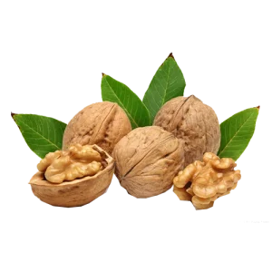 Walnut